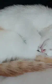 بچه گربه ی سه ماهه