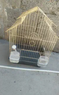 قفس پرید