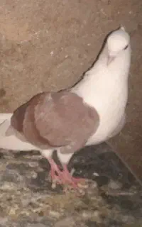 نر کوشتری