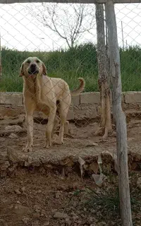واگذاری توله 11 ماهه