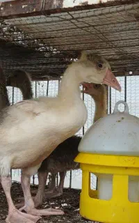 جوجه غاز ۳۰ و۴۵ روزه
