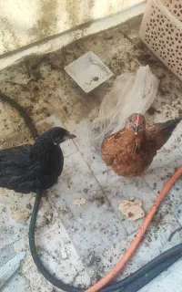دو عدد جوجه مرغ سه ماه رسمی