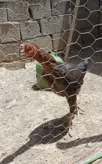 جوان تخم گذار قیمت مناسب