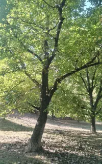 گردو زنی گردو تکانی