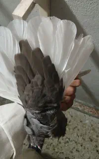 دم سفید