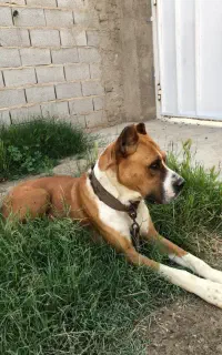سگ پیتبول