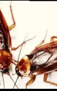 سمپاشی تخصصی موریانه سوسک ساس سم پاشی بهداشتی