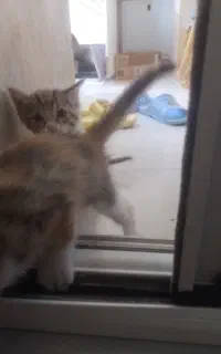 گربه