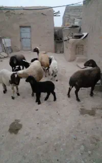 فروش چند راس گوسفند جوان داشتی مالچه