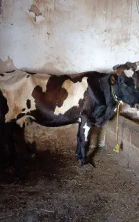 گاو