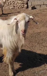 بز  و بزغاله