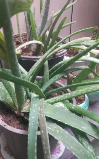 گل طبیعی شاداب وتازه