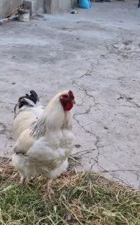 تخم نطفه داره برهما