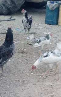 خروس گلین