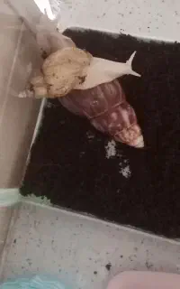 حلزون ابرمولدحراج...