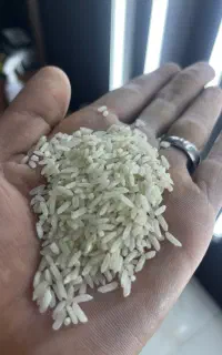 برنج یک دست سالم باب خونه کیلویی268