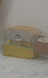 یک جفت عروسی هلندی