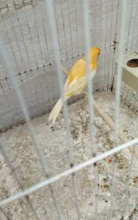 قناری ماده