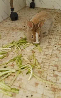 خرگوش نژاد دار