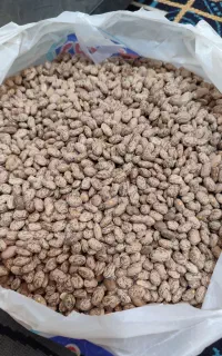 لوبیا چیتی