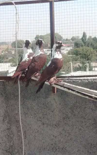 کبوتر قرمزی نشان