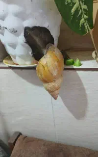 حلزون