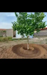 باغبانی،درختکاری،سمپاشی،چاله کنی،تخصصی و ارزانتر