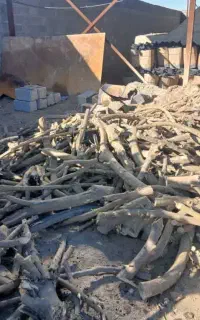 خریدوفروش وبرش چوب مرکبات و جنگلی