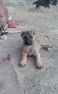 سگ سرابی