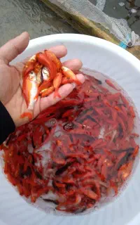 ماهی قرمز طعمه ماهیگیری