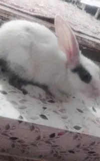 خرگوش