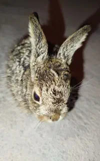 خرگوش