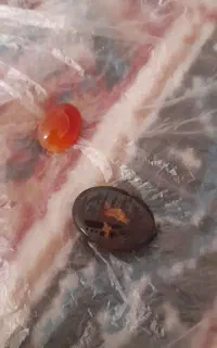 شرف شمس