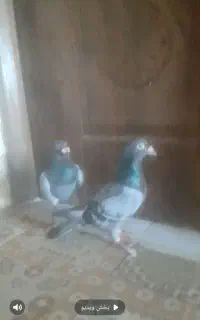 کبوتر