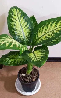 گل و گیاه