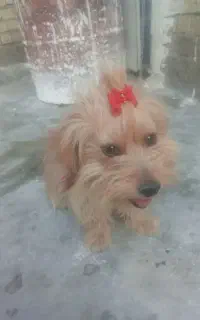 سگ پاکوتاه بامزه و با ادب