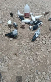 کبوتر با پرش سنگین