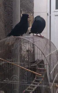 پرنده‌ جات