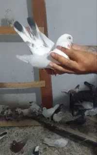 کفتر پرشی شماره تلفن دار