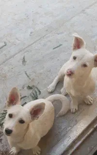 سگ پاکوتاه نژاد دار