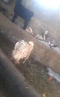 گوسفند بز شیرده