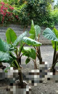 بابا آدم تنه قرمز