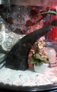 شاخ بز کوهی ویک عدد کشتی دست ساز