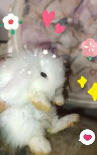 خرگوش لوپ ترکیش