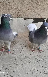 سبز دم سفید