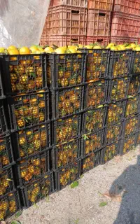 فروش سبد کیوی پرتقال نارنگی