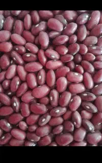 لوبیا قرمز پرورشی