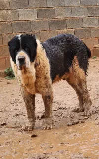 نگهبان درجه یک