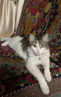 گربه گم شده در دکتر معدل