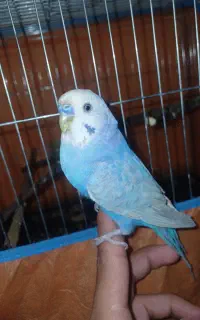 مرغ عشق